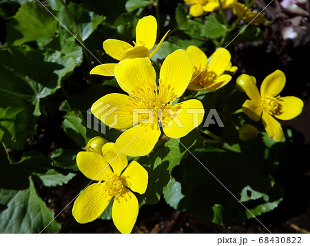 marsh marigold, yellow flower, 68430822