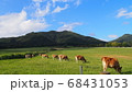 蒜山高原の牛たち 68431053
