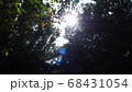 光が差す森 68431054