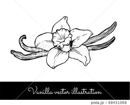Vintage Vanilla Flower And Sticks Line Vector のイラスト素材