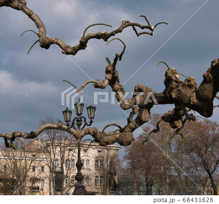 The quaint branches of weeping mulberry against 68431626