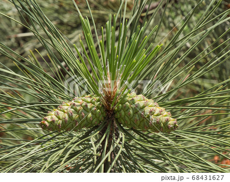 Green pine cones close up. A young plant. 68431627