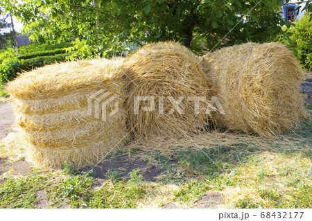 Close-up of yellow golden sheaves or rolls of hay 68432177