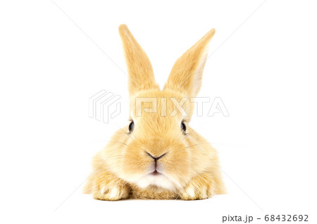 Head of a ginger rabbit on a white background.の写真素材 [68432692