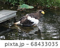 上野動物園　ワシ 68433035