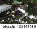 上野動物園　ワシ 68433036