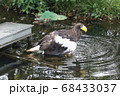 上野動物園　ワシ 68433037