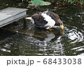 上野動物園　ワシ 68433038