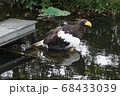 上野動物園　ワシ 68433039