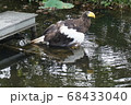 上野動物園　ワシ 68433040