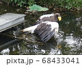 上野動物園　ワシ 68433041