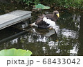 上野動物園　ワシ 68433042
