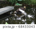 上野動物園　ワシ 68433043