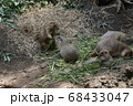 上野動物園　プレーリードッグ 68433047