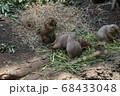 上野動物園　プレーリードッグ 68433048