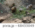 上野動物園　プレーリードッグ 68433049
