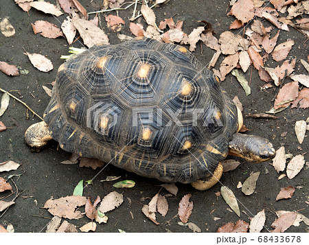 ホウシャガメ 68433678