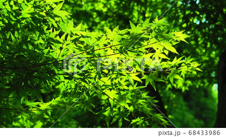 緑のイロハモミジの風景の写真素材