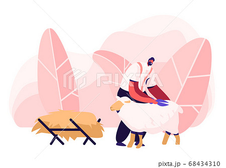 Mature Farmer Shearing Sheep for Wool in Barn Mature Farmer Shearing Sheep for Wool in Barn 68434310