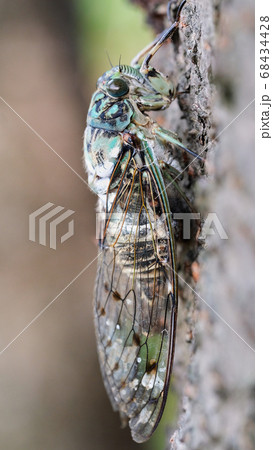 close-up of a cicada in japan close-up of a cicada in japan 68434428