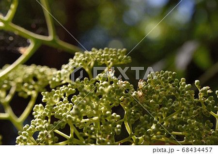 カラスザンショウのオバナ 68434457