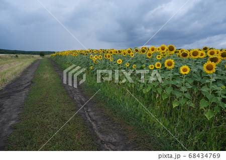 Sunflower field landscape. field of blooming sunflowers on a background sunset. Sunflower natural background,  68434769