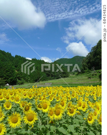 棚田に満開に咲く鮮やかな黄色のひまわり畑　 68434825