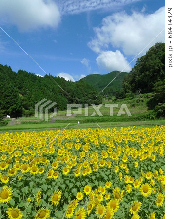 棚田に満開に咲く鮮やかな黄色のひまわり畑　 68434829