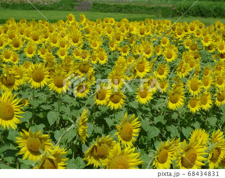 棚田に満開に咲く鮮やかな黄色のひまわり畑　 68434831