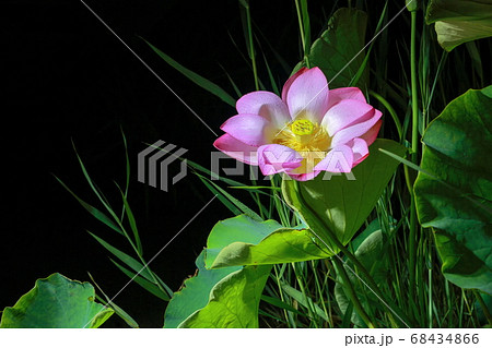 花 蓮 ピンク 68434866