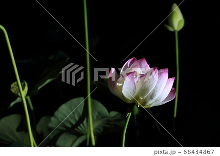 花 蓮 ピンク 68434867