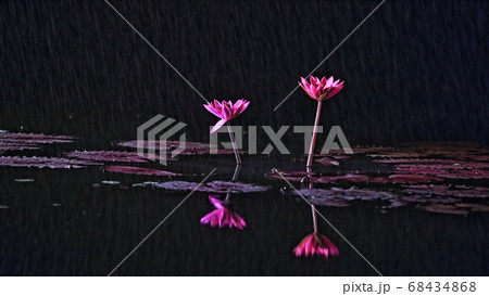 花 蓮 ピンク 68434868