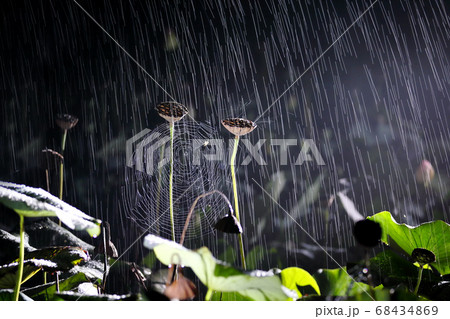 蓮 植物 ハスの実 68434869