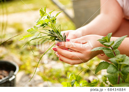 female hand harvested mint, coriander and parsley 68434884