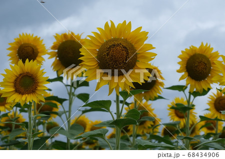 Sunflower field landscape. field of blooming sunflowers on a background sunset. Sunflower natural background,  68434906
