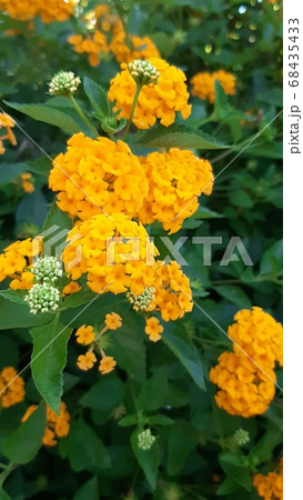 道端に咲くランタナの花(黄色系) 道端に咲くランタナの花(黄色系) 68435433