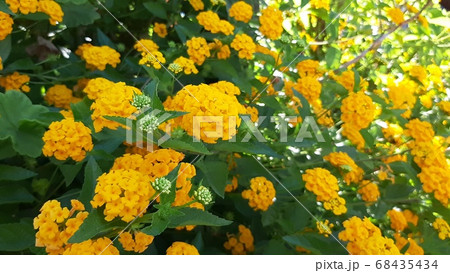 道端に咲くランタナの花(黄色系) 道端に咲くランタナの花(黄色系) 68435434
