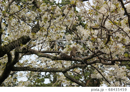 桜の中にリス 桜の中にリス 68435459