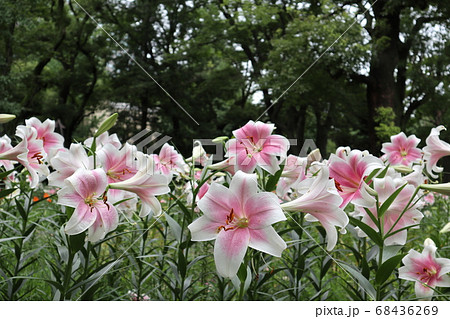 ユリ　トライアンファーター 68436269