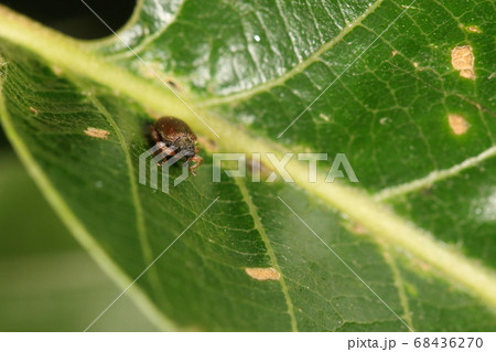 生き物　昆虫　アカアシノミゾウムシ、冬にケヤキの樹皮下でよく見つかりますがこちらは活動期の姿 68436270