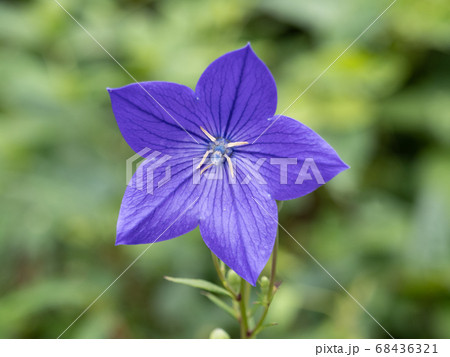 キキョウの花 キキョウの花 68436321