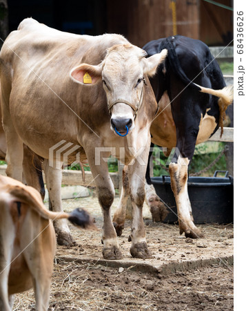牛 ジャージー種 牛 ジャージー種 68436626