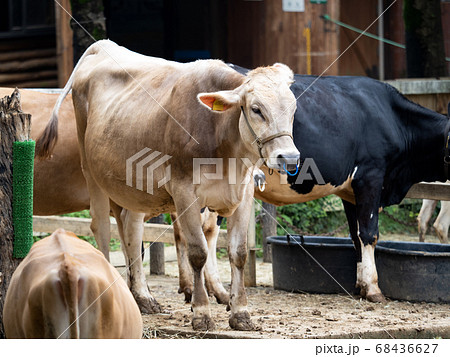 牛　ジャージー種 68436627