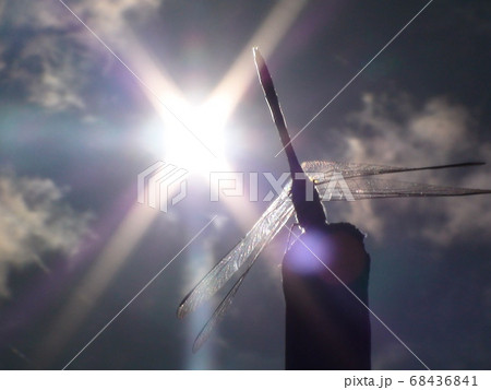 とんぼ、夏、夏空、太陽、逆光 とんぼ、夏、夏空、太陽、逆光 68436841