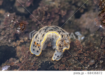シロウミウシ 68436872