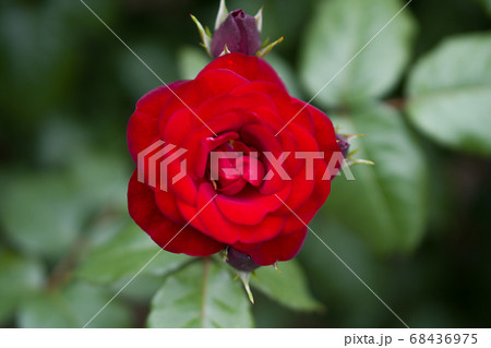 バラ　ラバグルート　札幌大通り公園 68436975