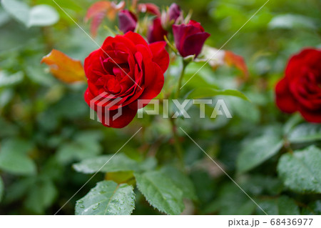 バラ　ラバグルート　札幌大通り公園 68436977