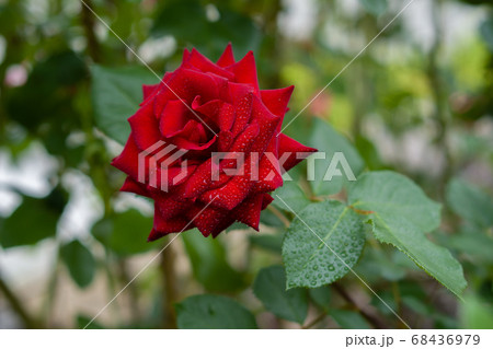 バラ ラバグルート 札幌大通り公園 バラ ラバグルート 札幌大通り公園 68436979