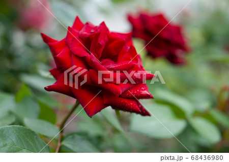 バラ ラバグルート 札幌大通り公園 バラ ラバグルート 札幌大通り公園 68436980