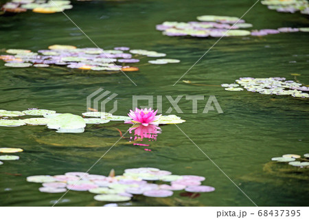睡蓮の花 68437395